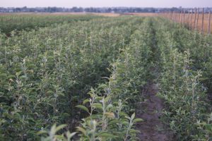 Szkółka drzewek owocowych anasiewicz