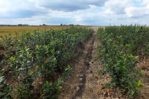 Szkółka drzewek owocowych anasiewicz