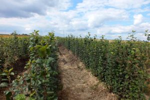 Szkółka drzewek owocowych anasiewicz