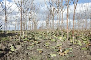 Szkółka drzewek owocowych anasiewicz