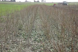 Szkółka drzewek owocowych anasiewicz