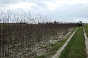 Szkółka drzewek owocowych anasiewicz